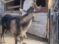 تيس, Saanen goat — الصورة 2