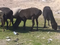 Schaf, Tian-Shan semifinewool sheep — Foto 7