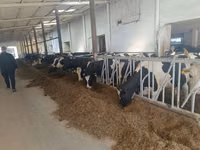 母牛, Holstein breed — 照片 6