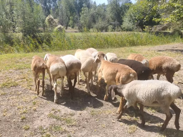 Widder, Afghan Arabi sheep