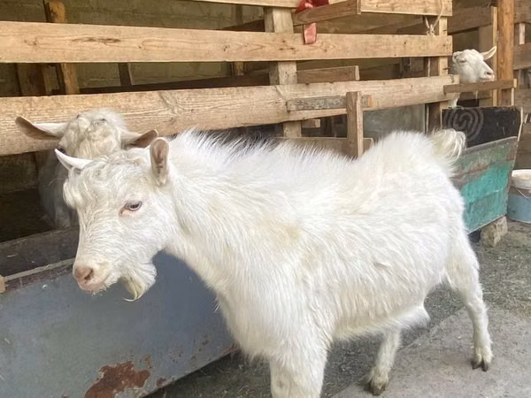 Ziege, Saanen goat