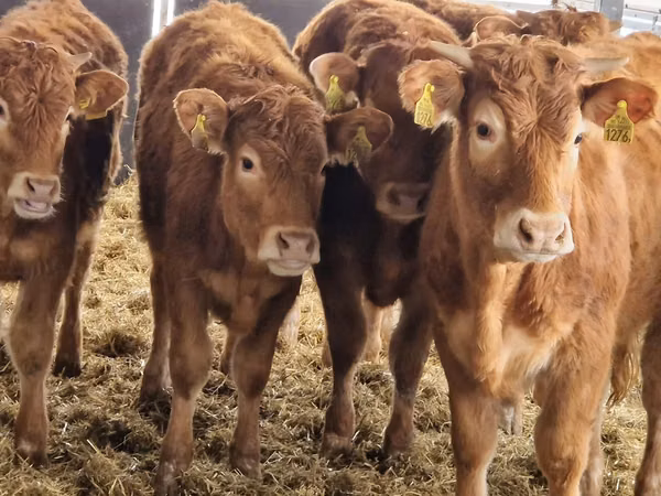 Rinder (Partie, Geschlecht nicht angegeben), Simmental cattle