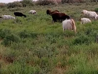 عنزة, الماعز — الصورة 2