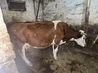 母牛, Kazakh White-headed cow — 照片 1