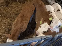 Бұқа, Simmental cattle — 4-сурет