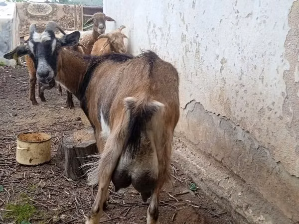 母山羊, Alpine goat — 哈萨克斯坦