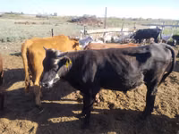 Cow, Simmental cattle — photo 2