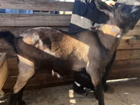 Ziegenbock, Nubian Goat — Foto 3