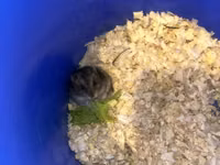 Cüce hamster və tam dəst aksesuarlar Qefes ile biryerde satılır 2-3 — Foto 2