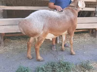 Widder, Arashan sheep — Foto 5