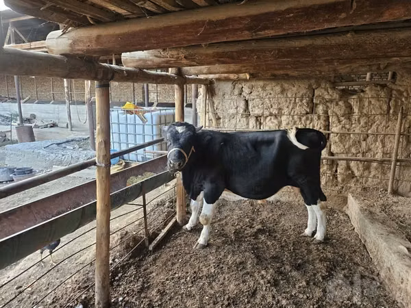 公牛, Cattle — 乌兹别克斯坦