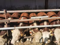 Bovinos (lote, sexo no especificado), Hereford — foto 1