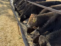 Toro, Swiss cattle — foto 2