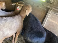 Ram, Sheep — photo 3