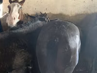 Aygʻir, Kazakh horse — 5-rasm