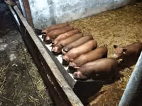 Schweine (Partie, Geschlecht nicht angegeben) — Foto 2