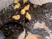 Ducks — Foto 1