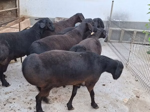 Carnero, Ovejas