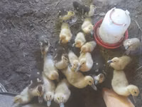 Ducks — photo 1