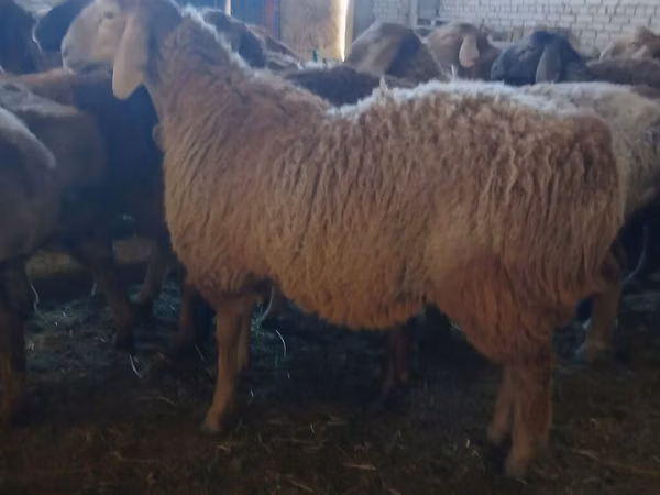 كبش, Arashan sheep