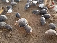 Guinea fowl — Foto 3