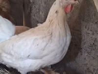 Chickens — Foto 3