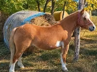 Stute, Shetland Pony — Foto 2