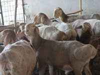 Schaf, Arashan sheep — Foto 4