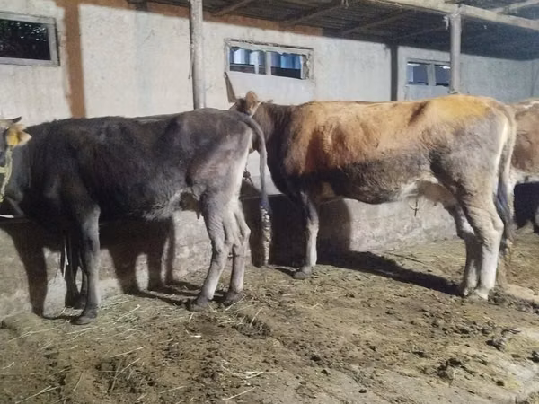 गाय, मवेशी — कज़ाखस्तान