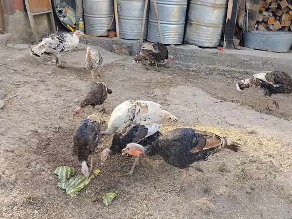 Turkeys