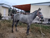 Hengst, Thoroughbred horse — Foto 5