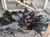 Chickens — Foto 5