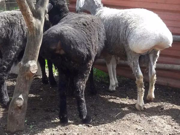 كبش, Rhon sheep — أوزبكستان