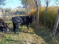 Toro, Aberdeen-Angus — foto 2