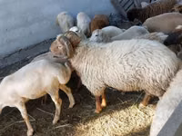 公羊, Sheep — 照片 2