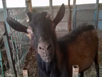 عنزة, Saanen goat — الصورة 1