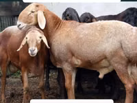 Widder, Arashan sheep — Foto 4
