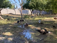 Domestic Muscovy — photo 5
