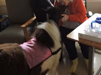 Бие, Miniature horse — 8-сурет