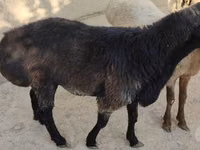 Widder, Blackheaded Persian sheep — Foto 5