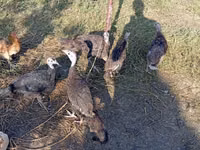 Turkeys — الصورة 2