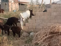 Ziege, Beetal goats — Foto 6