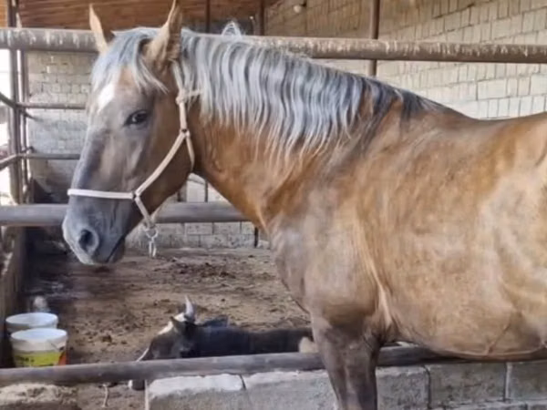 घोड़ा, Kazakh horse — कज़ाखस्तान