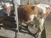 母牛, Latvian Blue cattle — 照片 1