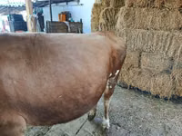 母牛, Swiss cattle — 照片 1