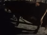 Kuh, Latvian Blue cattle — Foto 8
