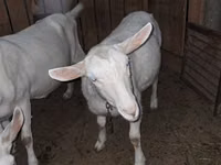 Ziege, Saanen goat — Foto 3