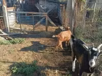 母山羊, Goats — 照片 7