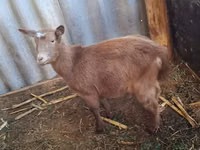 母山羊, Goats — 照片 2