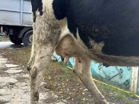 Cow, Russian Black pied cattle — photo 2